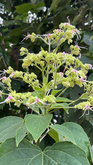 Clerodendrum trichotomum