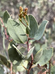 Arctostaphylos viscida pulchella