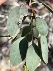Arctostaphylos viscida pulchella