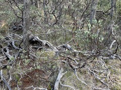 Arctostaphylos viscida pulchella