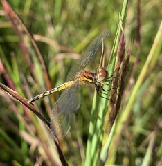 Diplacodes pumila