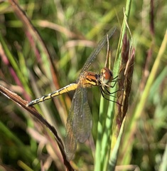 Diplacodes pumila