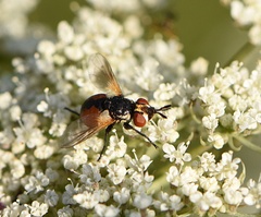 Gymnosoma