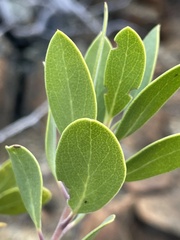 Arctostaphylos bakeri sublaevis