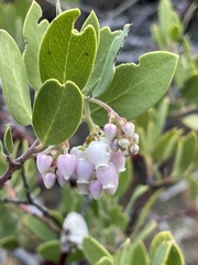 Arctostaphylos bakeri sublaevis