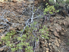 Arctostaphylos bakeri sublaevis