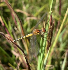 Diplacodes pumila