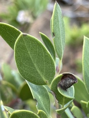 Arctostaphylos bakeri sublaevis
