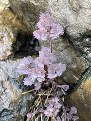 Aquilegia eximia