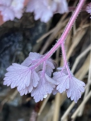 Aquilegia eximia