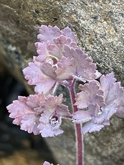Aquilegia eximia