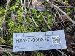 Pseudobaeospora