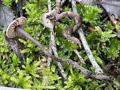 Pseudobaeospora