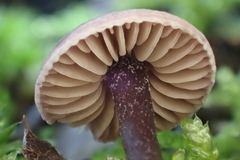 Pseudobaeospora