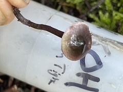 Pseudobaeospora