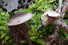 Pseudobaeospora