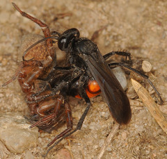 Anoplius viaticus