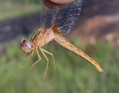 Crocothemis sanguinolenta
