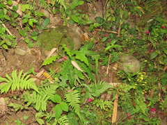 Ixeridium laevigatum