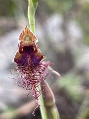 Calochilus gracillimus