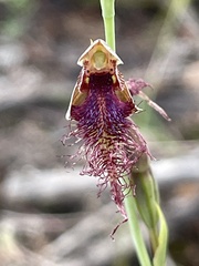 Calochilus gracillimus