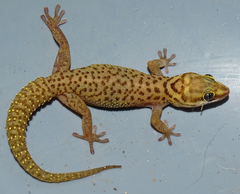 Pachydactylus reconditus