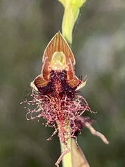Calochilus gracillimus