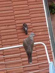 Columba livia domestica