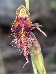 Calochilus gracillimus