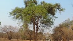 Cordyla africana image