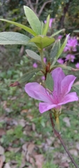 Rhododendron kanehirae