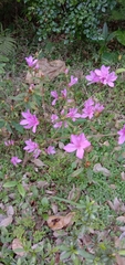 Rhododendron kanehirae
