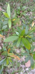 Rhododendron kanehirae