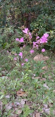 Rhododendron kanehirae