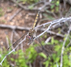 Trithemis werneri