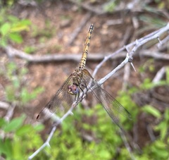 Trithemis werneri