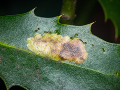 Phytomyza ilicis