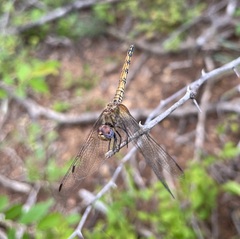 Trithemis werneri