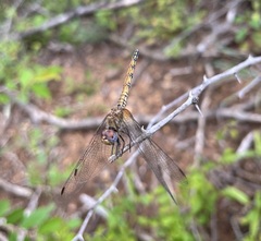 Trithemis werneri