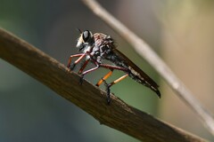 Colepia rufiventris