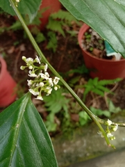 Maesa lanyuensis