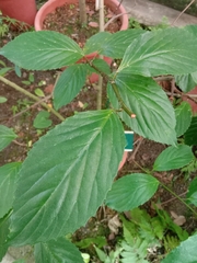 Maesa lanyuensis