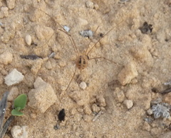 Cosmobunus granarius