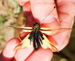 Libelloides coccajus