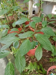 Maesa lanyuensis