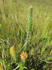 Mimetes pauciflorus