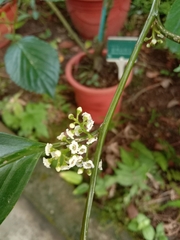 Maesa lanyuensis