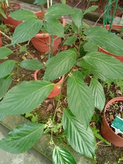 Maesa lanyuensis