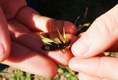 Libelloides coccajus