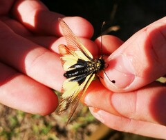 Libelloides coccajus